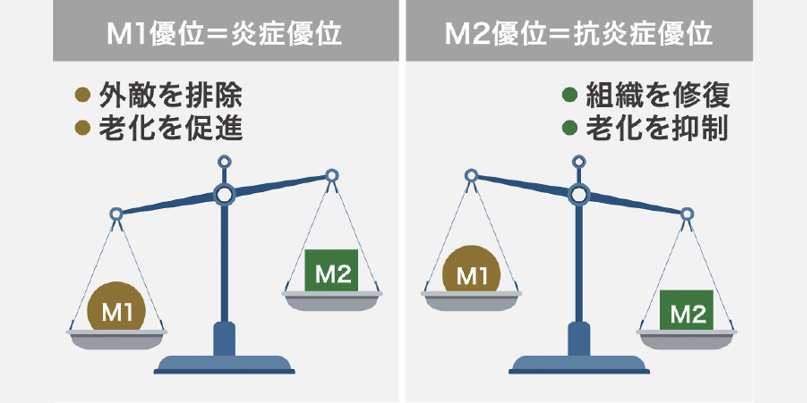 M1/M2マクロファージの役割